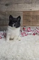 Cindy, a female Pomeranian for sale in Bloomington, IN – Photo 6 of 6