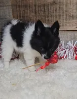 Cindy, a female Pomeranian for sale in Bloomington, IN – Photo 4 of 6