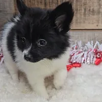 Cindy, a female Pomeranian for sale in Newberry, IN – Photo 2 of 6