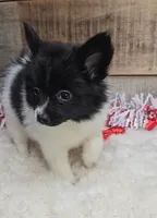 Cindy, a female Pomeranian for sale in Bloomington, IN – Photo 2 of 6