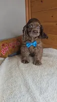 Cassie's 2nd boy, a male Cocker Spaniel for sale in Newberry, IN – 1 of 7