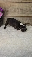 Brantly, a male Boston Terrier for sale in Newberry, IN – Photo 6 of 9