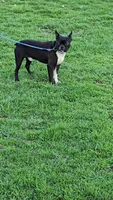 Brantly, a male Boston Terrier for sale in Newberry, IN – Photo 8 of 9