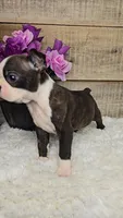 Brantly, a male Boston Terrier for sale in Newberry, IN – Photo 4 of 9