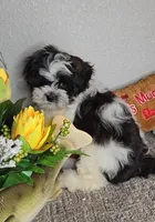 Bear, a male Mal Shi for sale in Newberry, IN – Photo 3 of 6