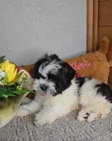 Bear, a male Mal Shi for sale in Newberry, IN – Photo 4 of 6
