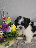 Bear, a male Mal Shi for sale in Newberry, IN – Photo 2 of 6