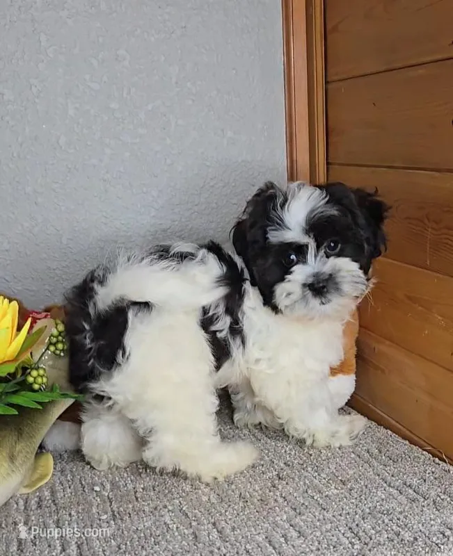 Bear – Mal Shi puppy for sale in Newberry, IN