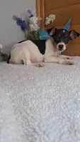 Peanut, a male Rat Terrier and Miniature Pinscher for sale in Newberry, IN – 2 of 3