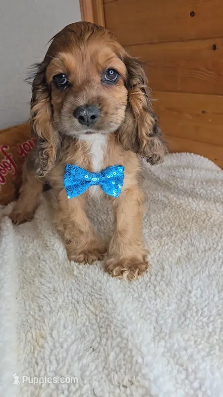 Cassie's 3rd boy – Cocker Spaniel puppy for sale in Newberry, IN