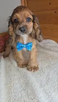 Cassie's 3rd boy, a male Cocker Spaniel for sale in Newberry, IN – 1 of 6