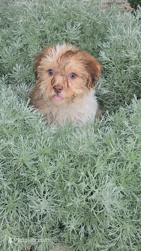 Haily – Havanese puppy for sale in Newberry, IN