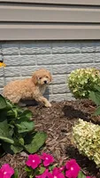 Piper, a female Poodle - Toy  for sale in Newberry, IN – 2 of 7