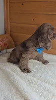 Cassie's 2nd boy, a male Cocker Spaniel for sale in Newberry, IN – 6 of 7