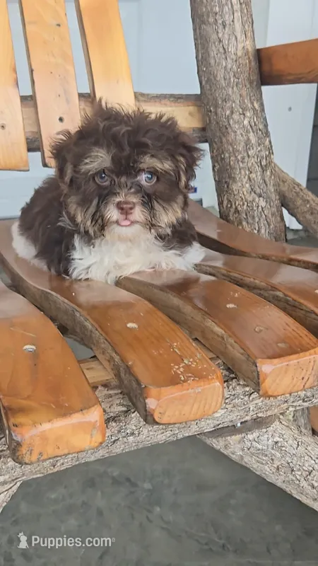 Hanz – Havanese puppy for sale in Newberry, IN