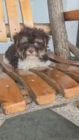 Hanz, a male Havanese for sale in Newberry, IN – 1 of 2