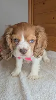Cassie's 3rd girl, a female Cocker Spaniel for sale in Newberry, IN – 2 of 9