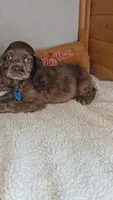 Cassie's 2nd boy, a male Cocker Spaniel for sale in Newberry, IN – 7 of 7