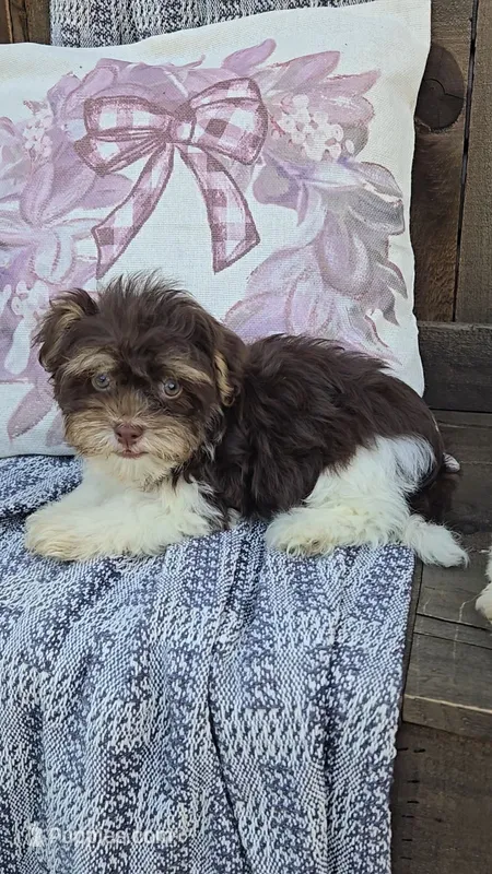 Hanz – Havanese puppy for sale in Newberry, IN