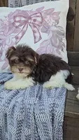 Hanz/Phone calls only, a male Havanese for sale in Newberry, IN – 1 of 5