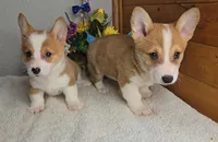Katie's Boy, a male Pembroke Welsh Corgi for sale in Newberry, IN – 3 of 4