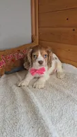Cassie's 3rd girl, a female Cocker Spaniel for sale in Newberry, IN – 8 of 9