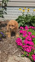 Princess, a female Poodle - Toy  for sale in Newberry, IN – 3 of 5
