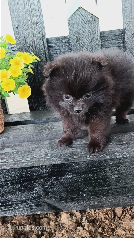 Black Pom # 1 – Pomeranian puppy for sale in Newberry, IN