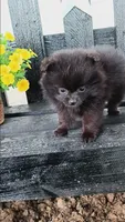 Black Pom # 1, a female Pomeranian for sale in Newberry, IN – 1 of 3