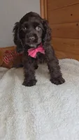 Cassie's 1st. girl, a female Cocker Spaniel for sale in Newberry, IN – 1 of 6
