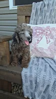 Presley, a male Poodle - Miniature  for sale in Newberry, IN – 3 of 3