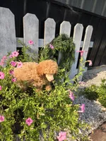 Piper, a female Poodle - Miniature  for sale in Newberry, IN – 7 of 7