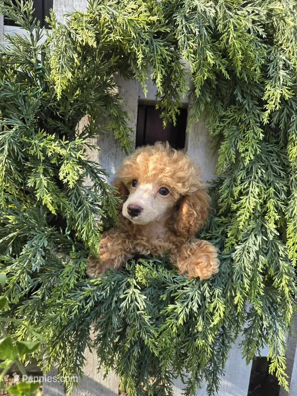 Paxton – Poodle - Miniature  puppy for sale in Newberry, IN