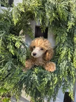 Paxton, a male Poodle - Miniature  for sale in Newberry, IN – 1 of 4