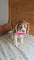 Cassie's 3rd girl, a female Cocker Spaniel for sale in Newberry, IN – 9 of 9
