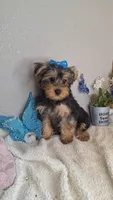 Leo, a male Yorkshire Terrier for sale in Newberry, IN – 2 of 2