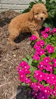 Princess, a female Poodle - Toy  for sale in Newberry, IN – 4 of 5