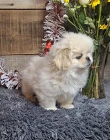 Rosie, a female Pekingese for sale in Bloomington, IN – Photo 2 of 5