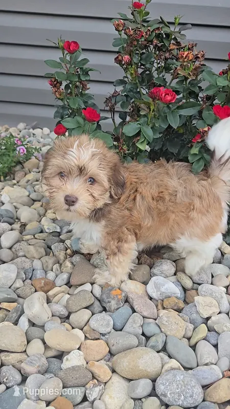 Howie – Havanese puppy for sale in Newberry, IN