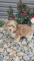 Howie, a male Havanese for sale in Newberry, IN – 2 of 3
