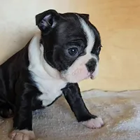 Brindie, a female Boston Terrier for sale in Newberry, IN – Photo 7 of 10