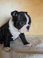 Brindie, a female Boston Terrier for sale in Bloomington, IN – Photo 2 of 6