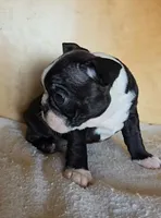 Brindie, a female Boston Terrier for sale in Bloomington, IN – Photo 3 of 6