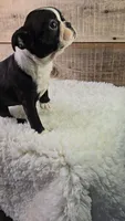 Brindie, a female Boston Terrier for sale in Newberry, IN – Photo 10 of 10