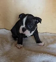 Brindie, a female Boston Terrier for sale in Bloomington, IN – Photo 6 of 6