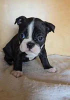 Brindie, a female Boston Terrier for sale in Bloomington, IN – Photo 4 of 6