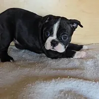 Brindie, a female Boston Terrier for sale in Newberry, IN – Photo 6 of 10