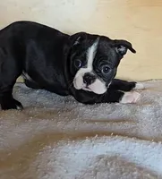 Brindie, a female Boston Terrier for sale in Bloomington, IN – Photo 1 of 6