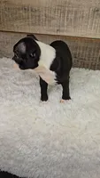 Brindie, a female Boston Terrier for sale in Newberry, IN – Photo 2 of 10
