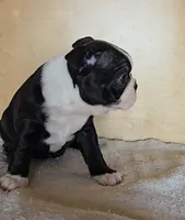 Brindie, a female Boston Terrier for sale in Bloomington, IN – Photo 5 of 6